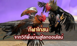 กีฬาไก่ชน จากวิถีพื้นบ้านสู่โลกออนไลน์